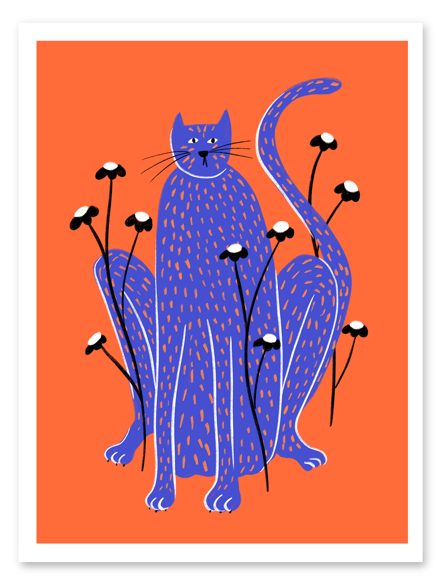 Gato